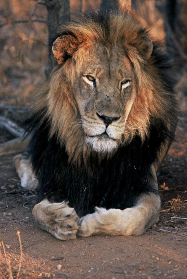 Löwe